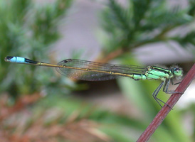 Rambur's Forktail